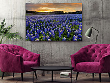 Obraz Modrá trvalka Modrica